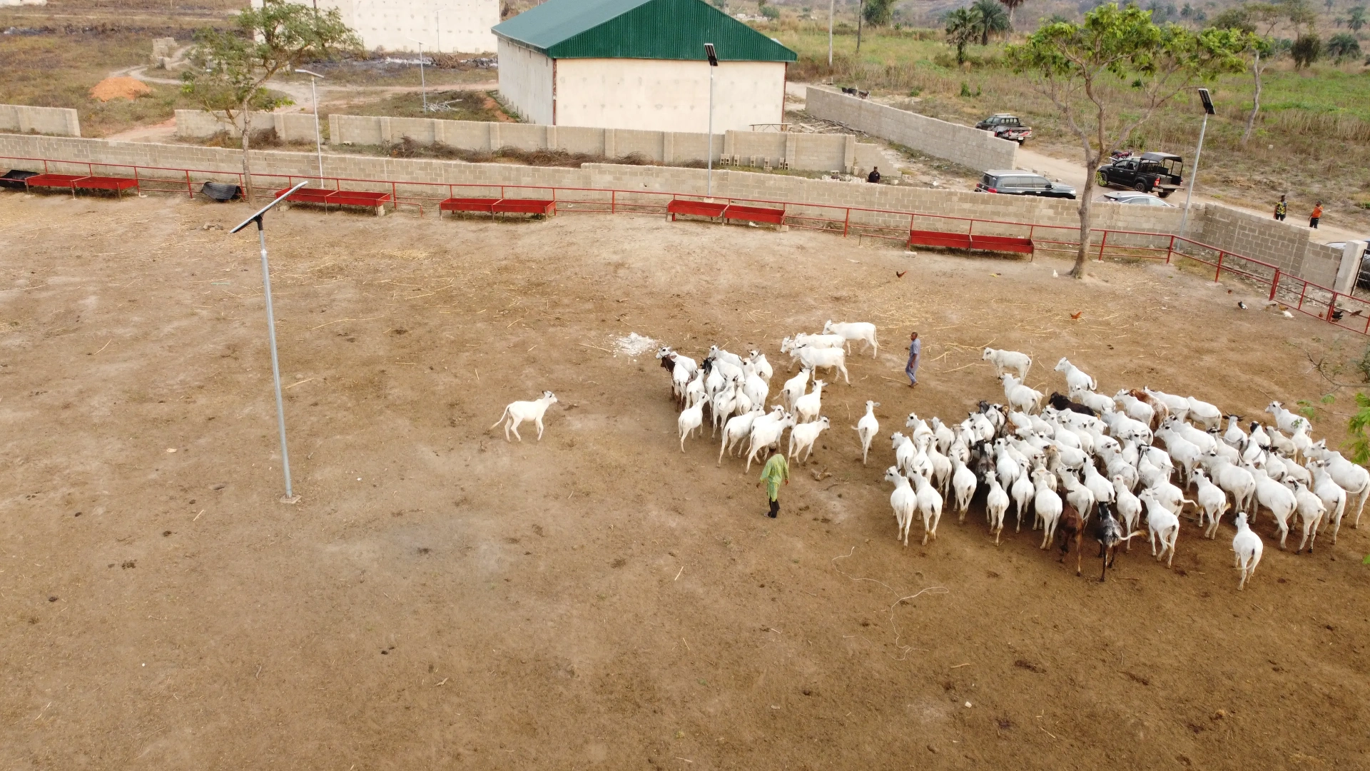 Livestock Metropolis